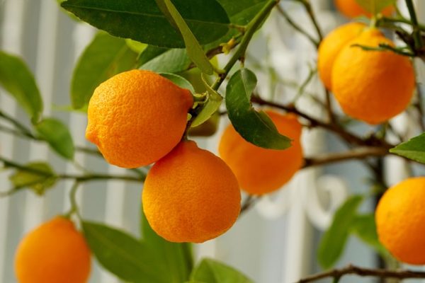The Power of Vitamin C: Exploring the Citrus Marvel – Oranges